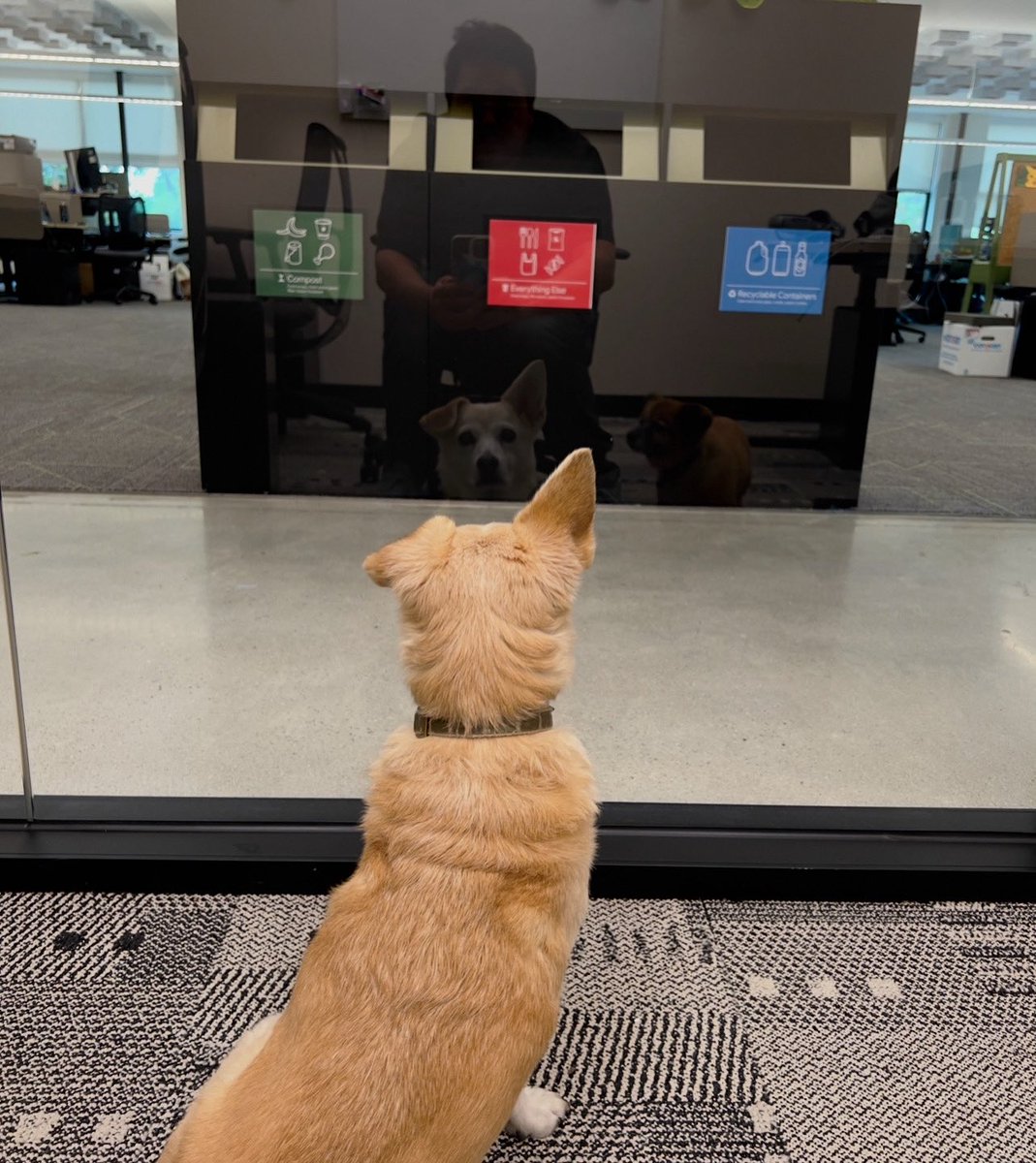 MartinKingz25's tweet image. Their First Day Coming To The Office 

#officedogs #workdogs #dogs #dogdad