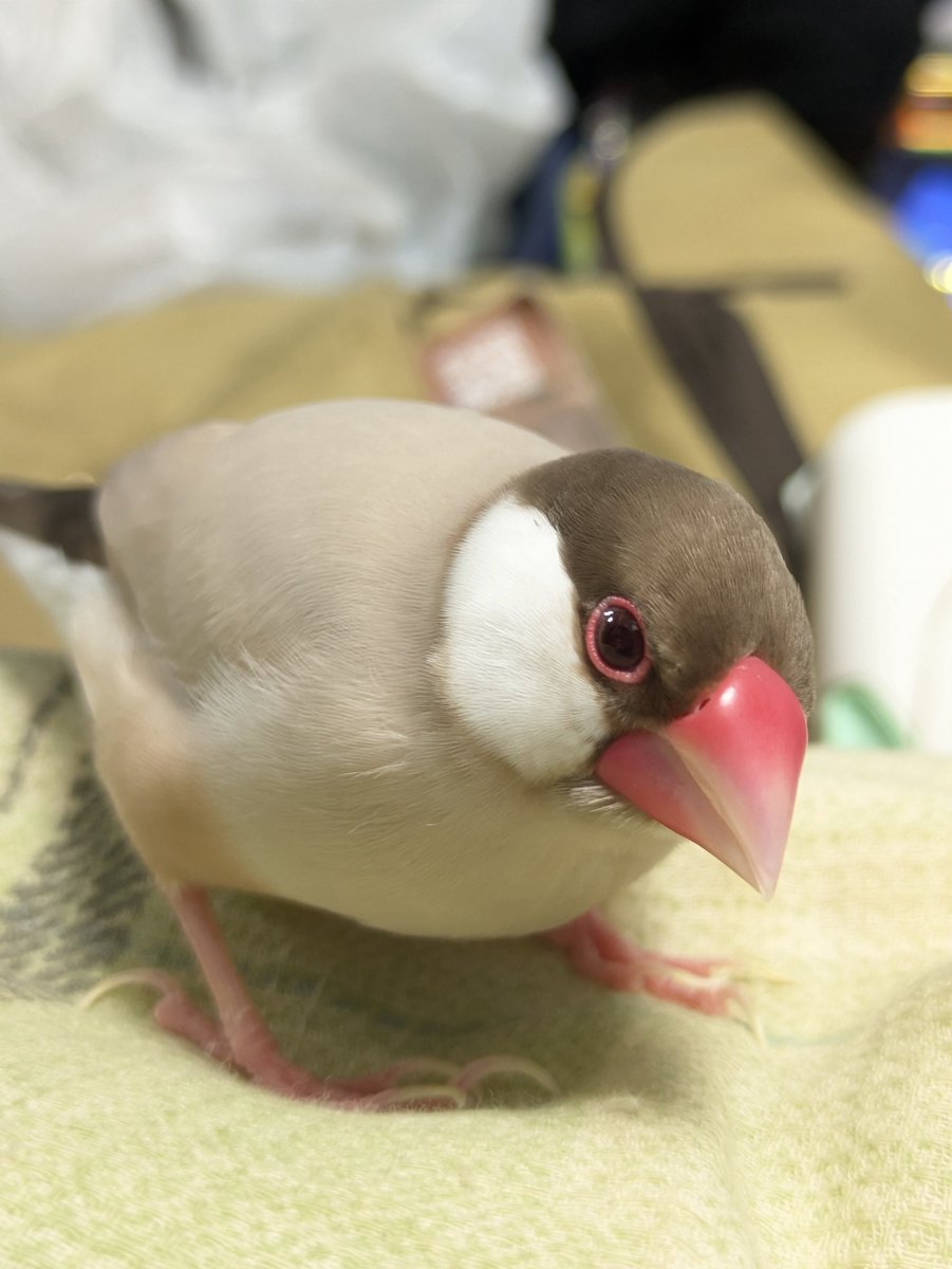 認定NPO法人TSUBASA -新施設クラファン達成しました！- tweet media