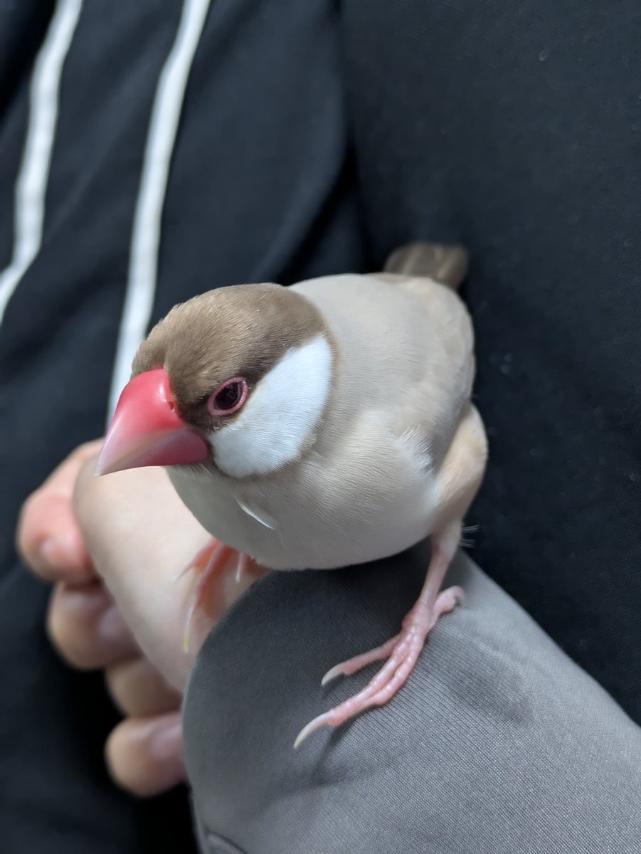 認定NPO法人TSUBASA -新施設クラファン達成しました！- tweet media