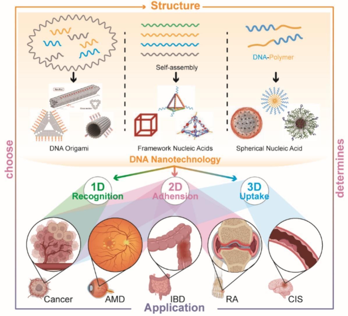 JCRnEDITORS's tweet image. DNA nanostructures with 1D, 2D and 3D for intelligent drug delivery.
| Xing Guo @swjtu1896 |
[50 days&apos; free access]
#DNAnanostructure #DNAorigami
kwnsfk27.r.eu-west-1.awstrack.me/L0/https:%2F%2…