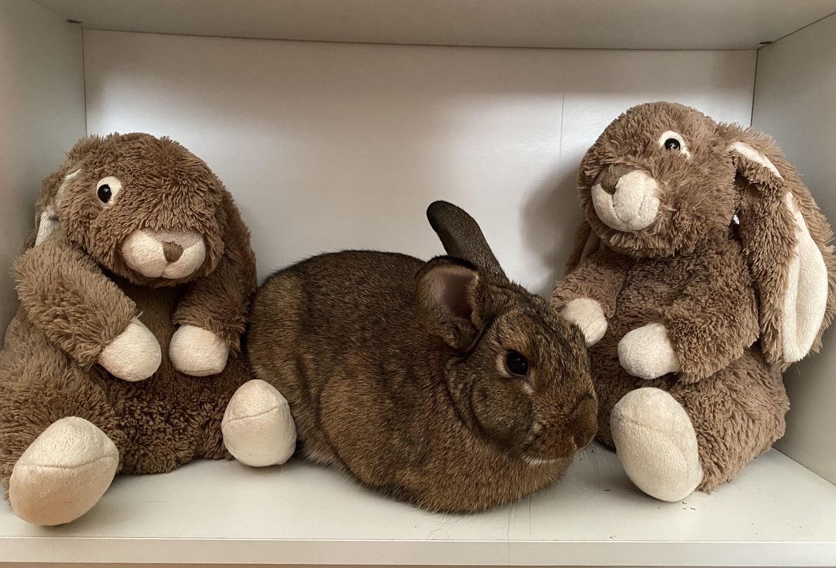 Bunnies tweet media
