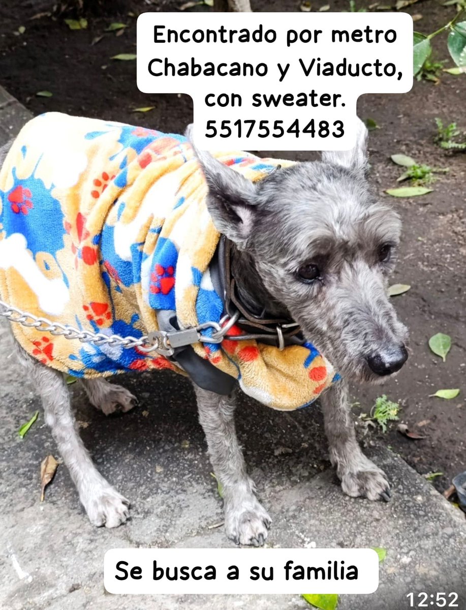 Schnauzer poodle encontrado sweater capa amarilla azul busca su casa 55 1755 4483 <a href="/UbicapetMexico/">UBICAPET MÉXICO</a> <a href="/lawera33/">Perros Encontrados sin su dueño</a> <a href="/PpEncontradosMx/">PerrosEncontrados</a> <a href="/MascotasSismo/">Mascotas Sismo</a> <a href="/HELA_MORE/">𝙷𝚎𝚕𝚊 𝙼𝚘𝚛𝚎 🐶</a> <a href="/ZeroAbandonados/">ZeroAbandonados</a>