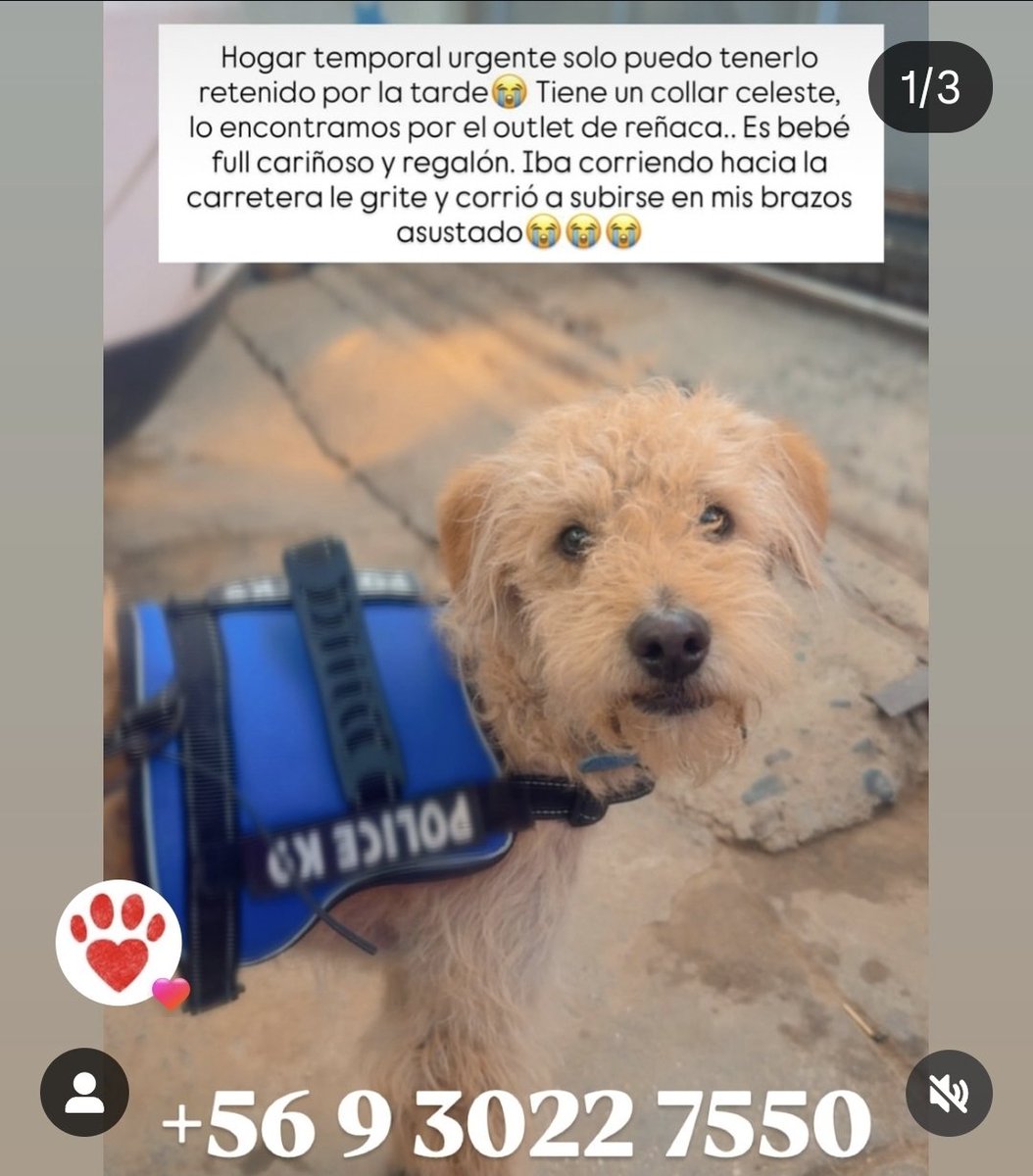 PERRITO PERDIDO CERCA OUTLET PARK CAMINO INTERNACIONAL, IBA CORRIENDO HACIA LA CARRETERA. BUSCAN A SUS DUEÑOS