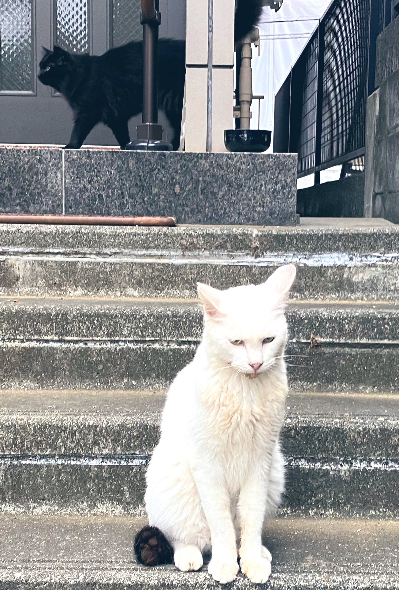 猫猫 B03-041.png
