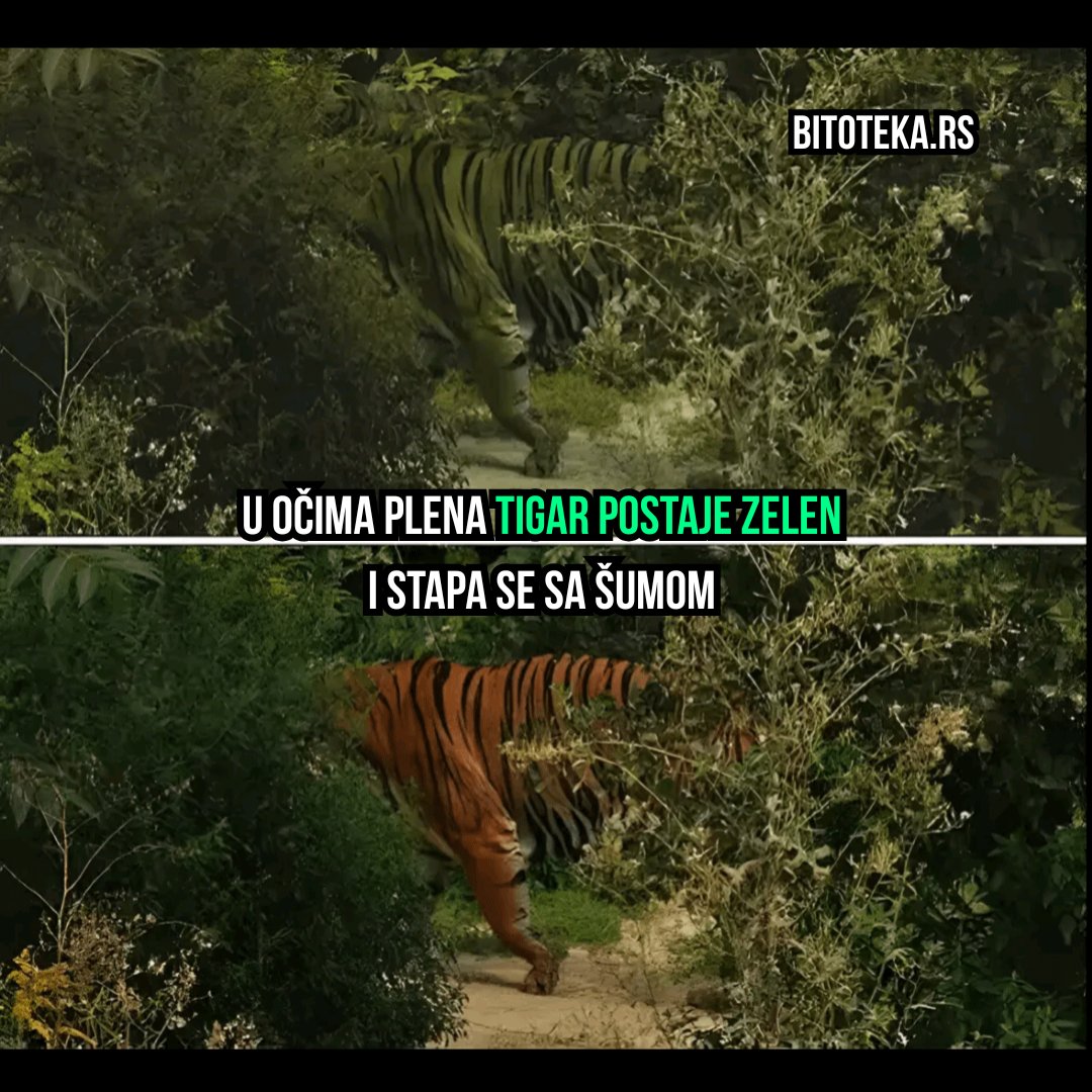 bitoteka's tweet photo. Ljudima tigar izgleda narandžasto, ali jelenima i divljim svinjama on je zelen jer ne razlikuju crvenu boju. Njegove narandžaste i crne pruge stvaraju savršenu kamuflažu, pa plen vidi samo senku koja se stapa sa šumom. #tigar #priroda #safari #dzungla #zivotinje #bitoteka https://t.co/WERjokEmOT