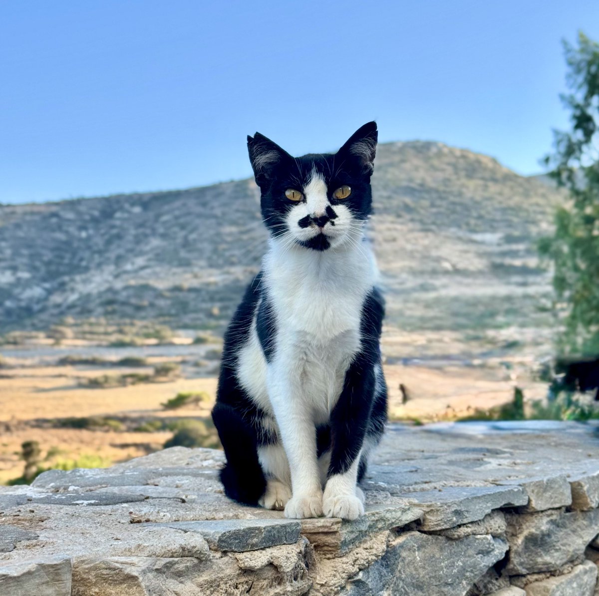 Cats of Iraklia tweet media