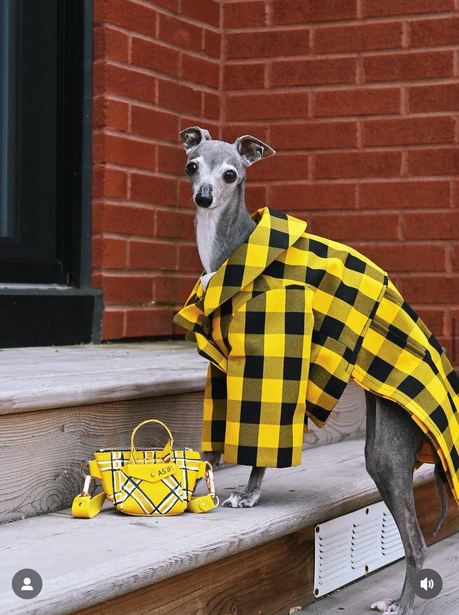 neferpitou tweet media