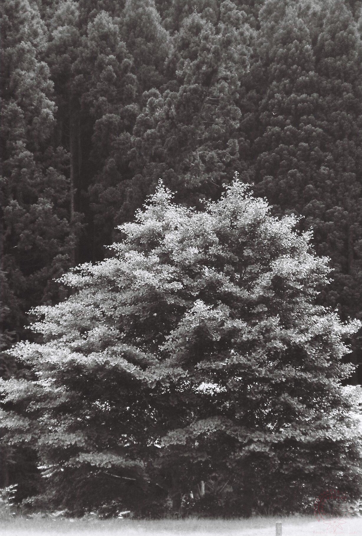 写真家 Hynek Martinec  プラハの夕方 Nyagon (negative film photography lover) (@kyoto_suki) / X