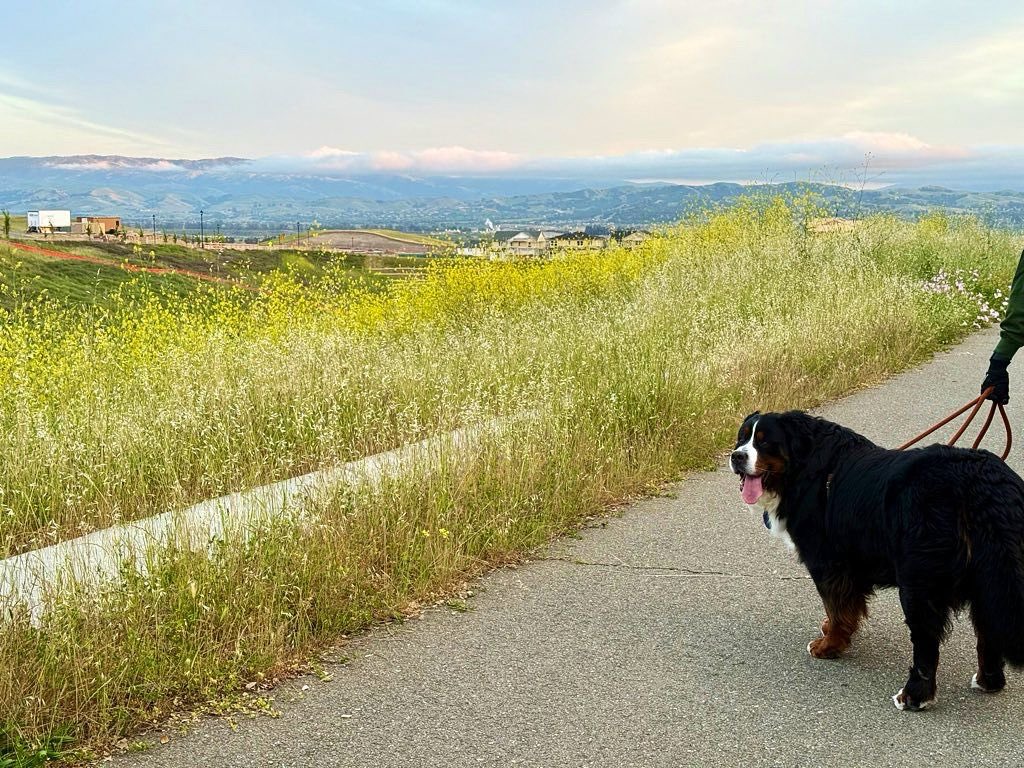 RussianBerner's tweet photo. 2 years ago, OTD, my humans lost Boris in New Jersey ๐๐ข๐ they got me 6 months later, on the west coast, and itโs the best decision they ever made ๐พ๐โค๏ธโ๐ฉน๐#dogsarelife https://t.co/iaMkik9uJe