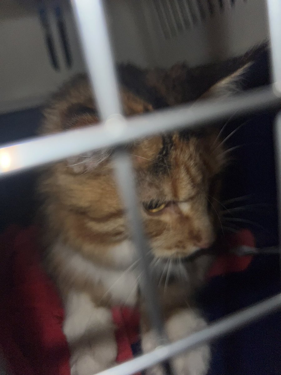 Stephanie deGiorgio tweet media