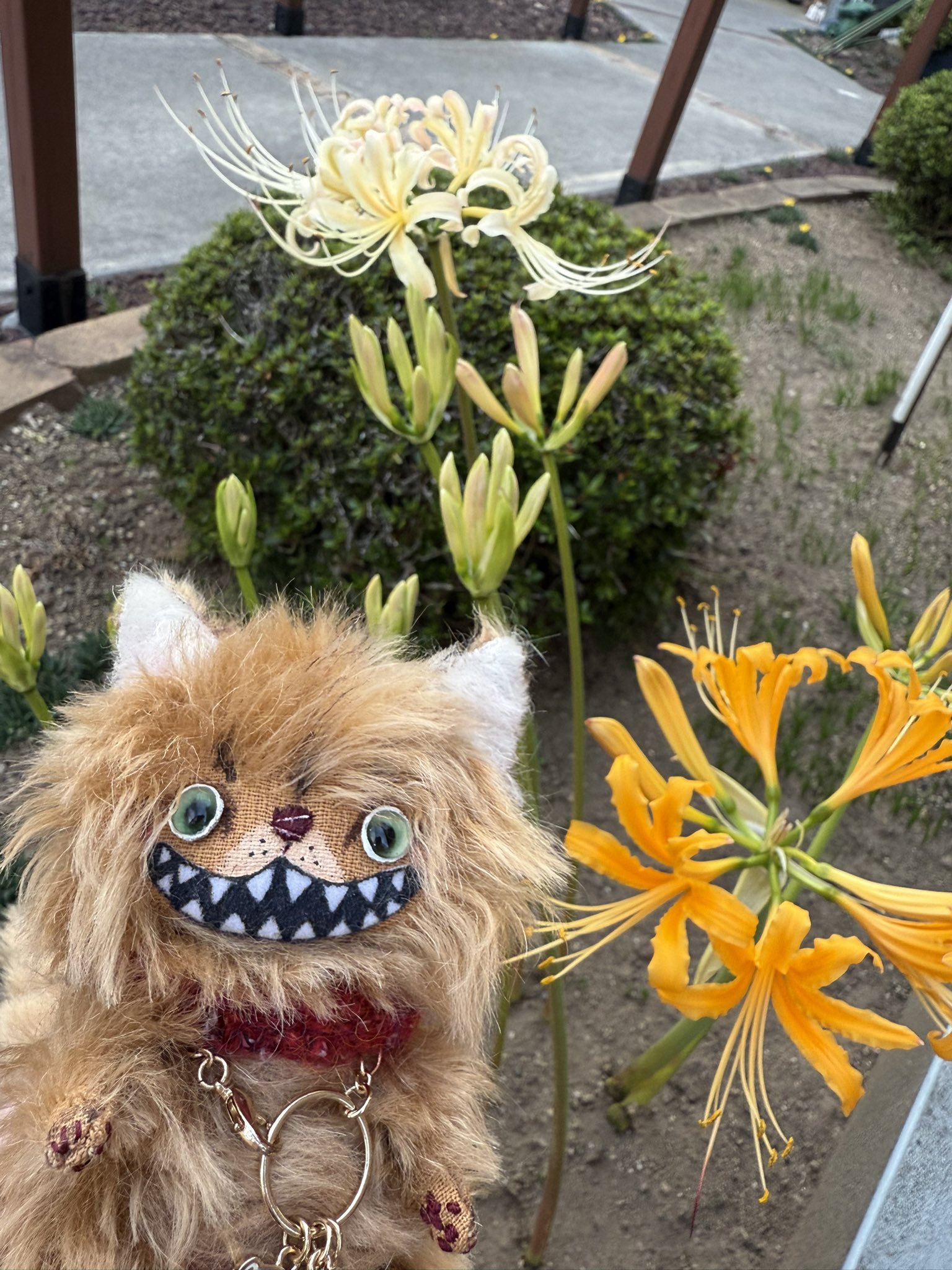 HiNo pixy ねこ　ハンドメイド　ぬいぐるみ HiNo pixy ねこ ハンドメイド ぬいぐるみ gyunyuya • Instagram