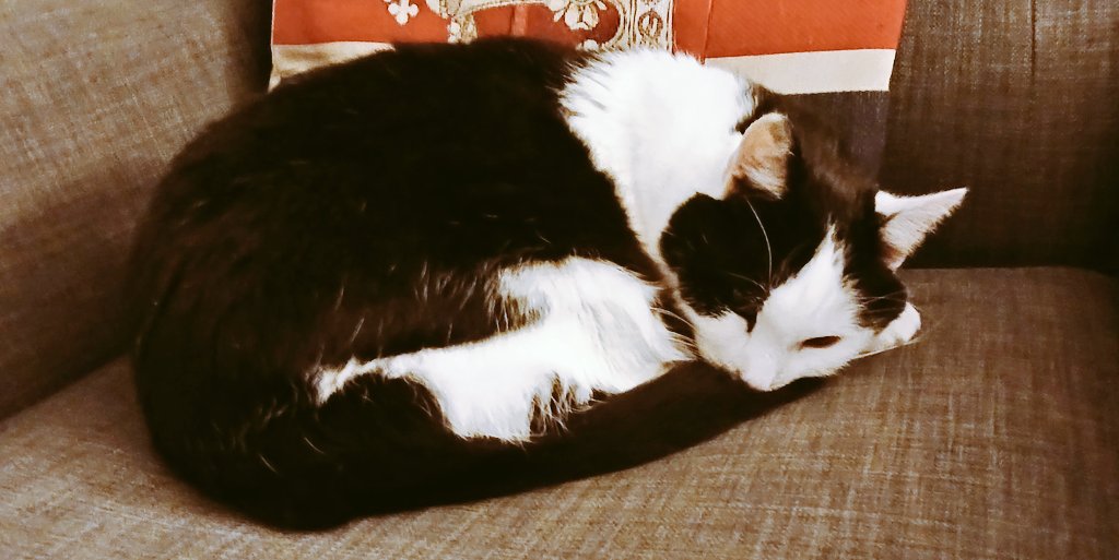 Poor little guy...

He'll probably stay the night here again. He must miss his own bed 😔...