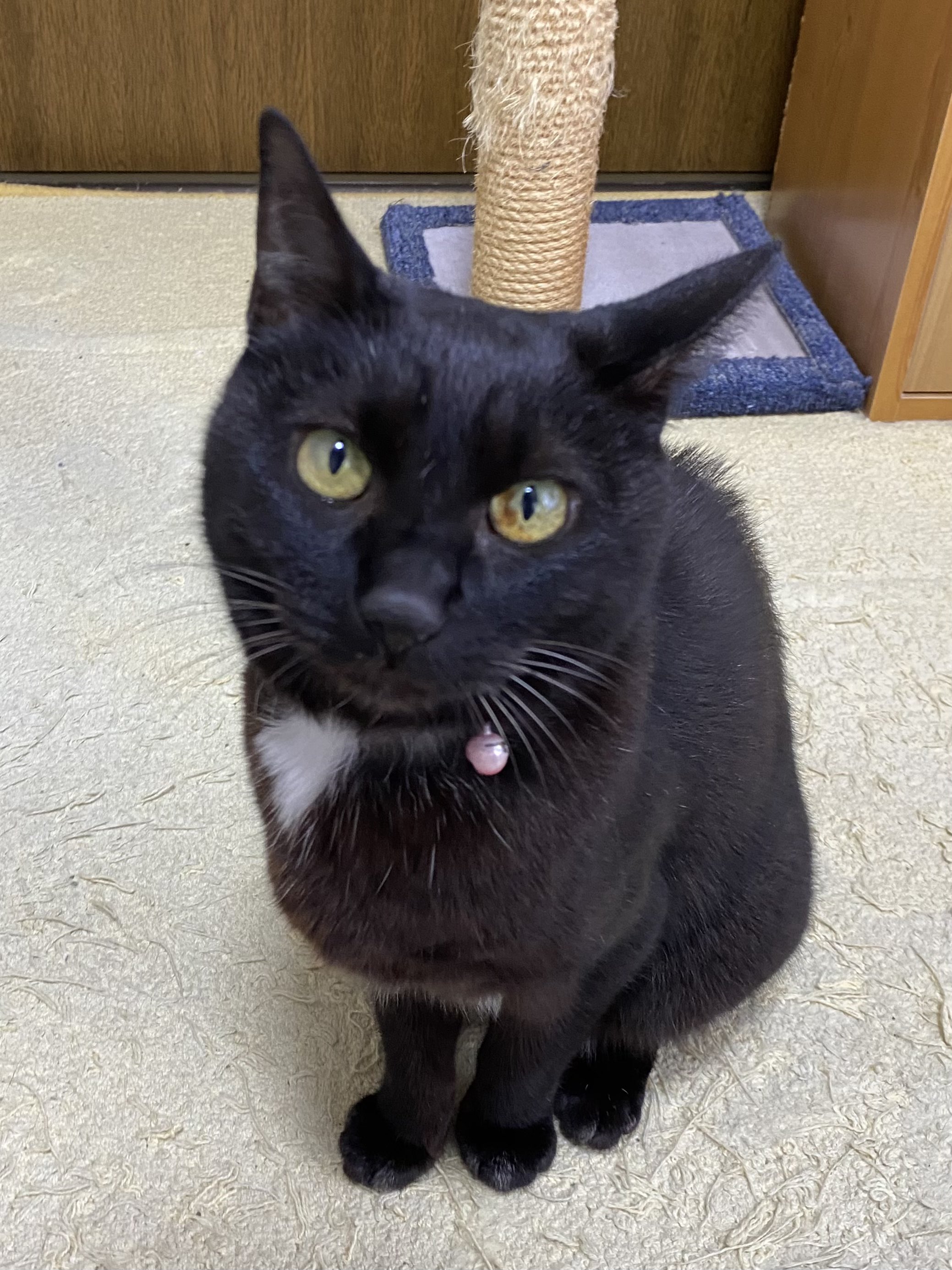 黒猫 黒猫@タカシ on X: 