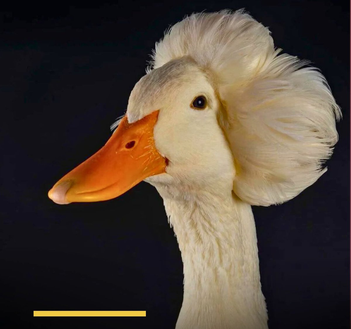 Clara Vegas Goose, 23 años Venezueeeeelaaaaa 🇻🇪👑 #TeamDivinoNiño