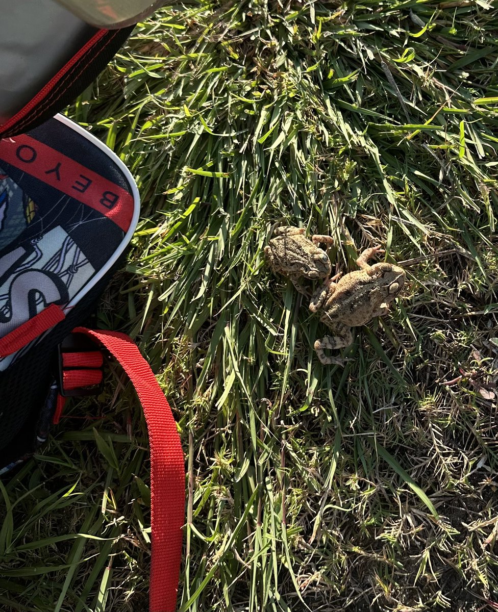 When you work at an elementary school, freeing frogs from a day in a lunch box feels like a win!! Gave the adults a laugh and the frogs happily hopped off. <a href="/OLE_Leopards/">Leonard Elementary</a>