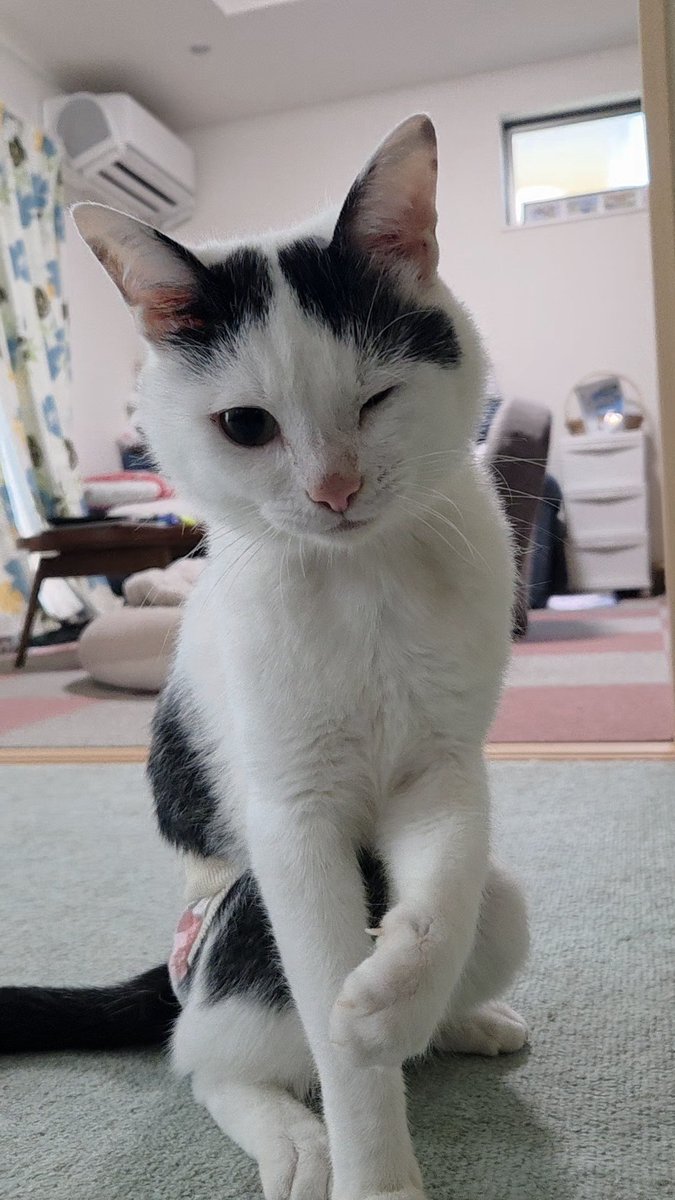 今月も沢山のかわいいをありがとう