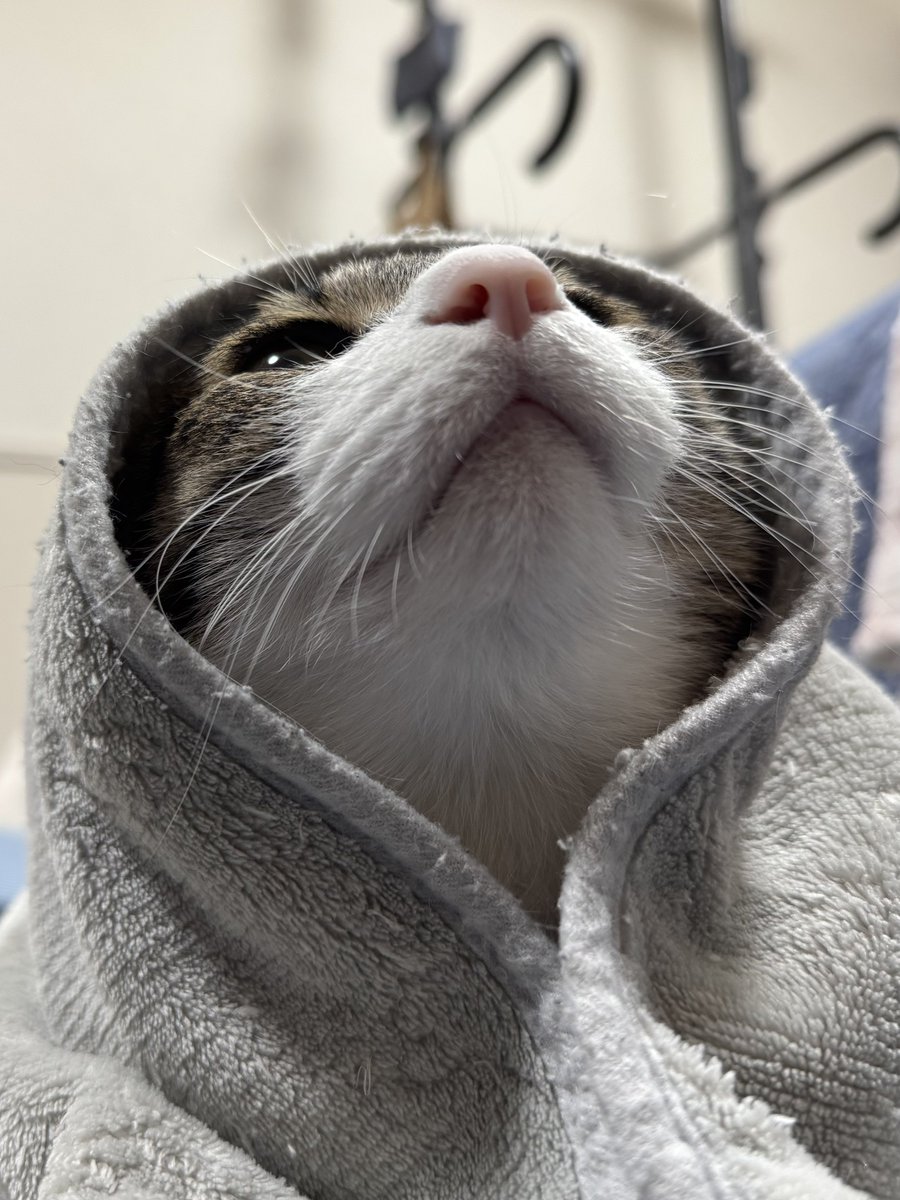 ぎんのねこ (@ginnonekoch) / X