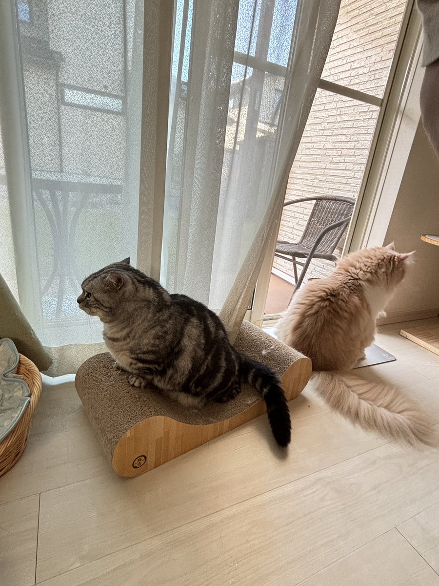 仲直りしてね🥲

#猫のいる暮らし𓏲𓎨