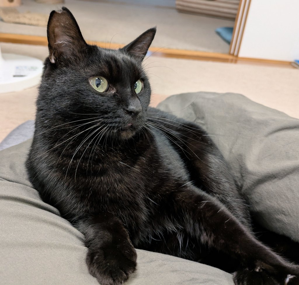 くろねこ みいたろう on X: 