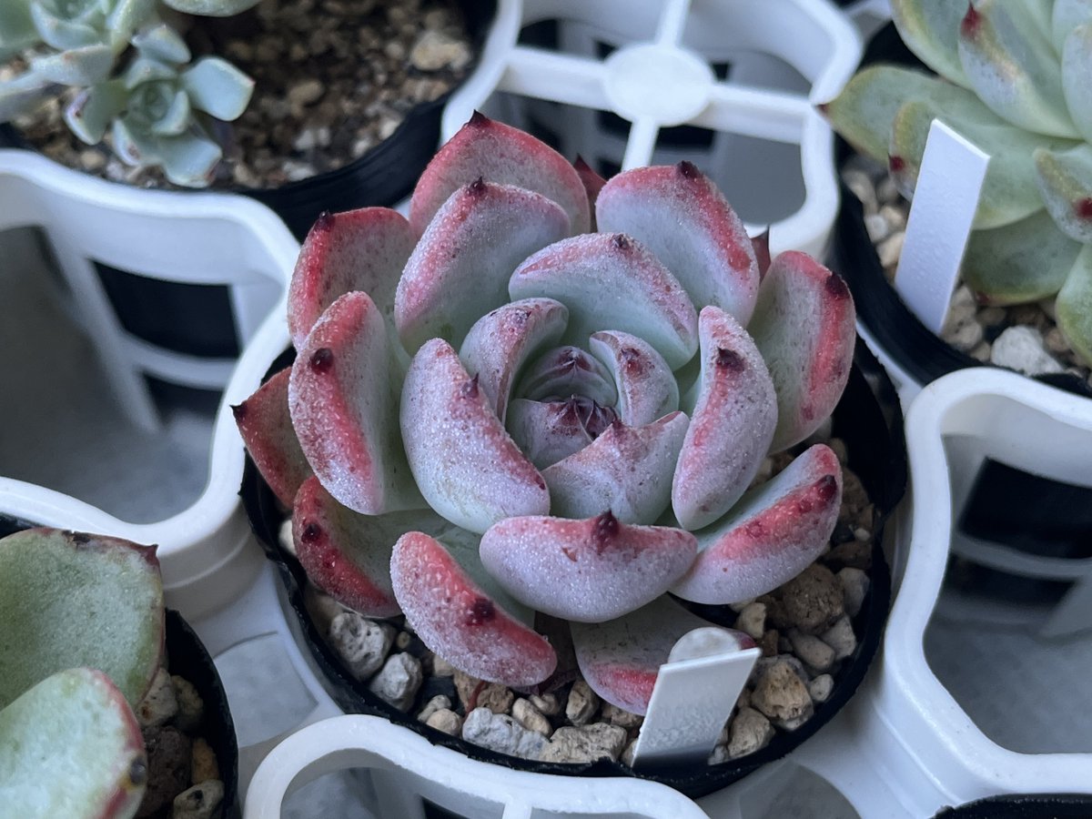 RaspberryseaSuc's tweet image. ちょいちょい色づいてきてる子もいて可愛いな🥰
植え替え頑張らないとー💦