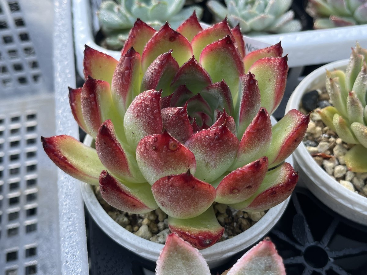 RaspberryseaSuc's tweet image. ちょいちょい色づいてきてる子もいて可愛いな🥰
植え替え頑張らないとー💦