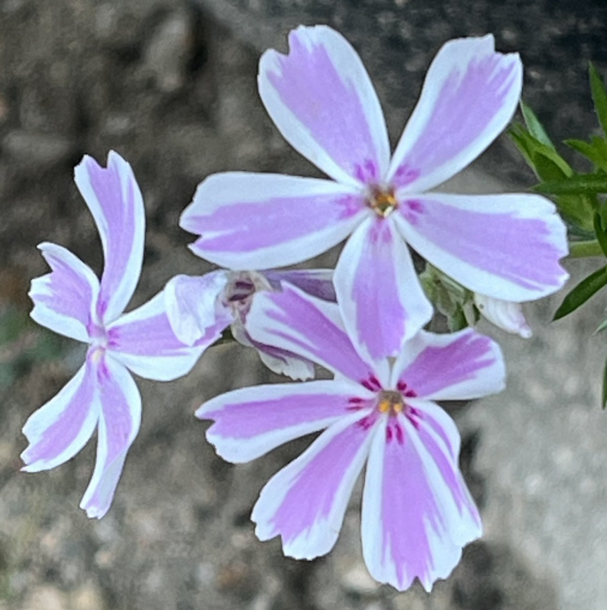 Sumikkoazisai's tweet image. 涼しい朝は19℃☀️
おはようございます
9月30日（火）
検査で、前立腺がんと診断されたTsu さん
転移してない事が分かり…みんな大喜び
癌を放射線治療で治すとの事
…昔は不治の病だった癌も、今では治る病気
今日も心元気に笑顔の日を…
#イマソラ　#バラ
#アサガオ　#シバザクラ