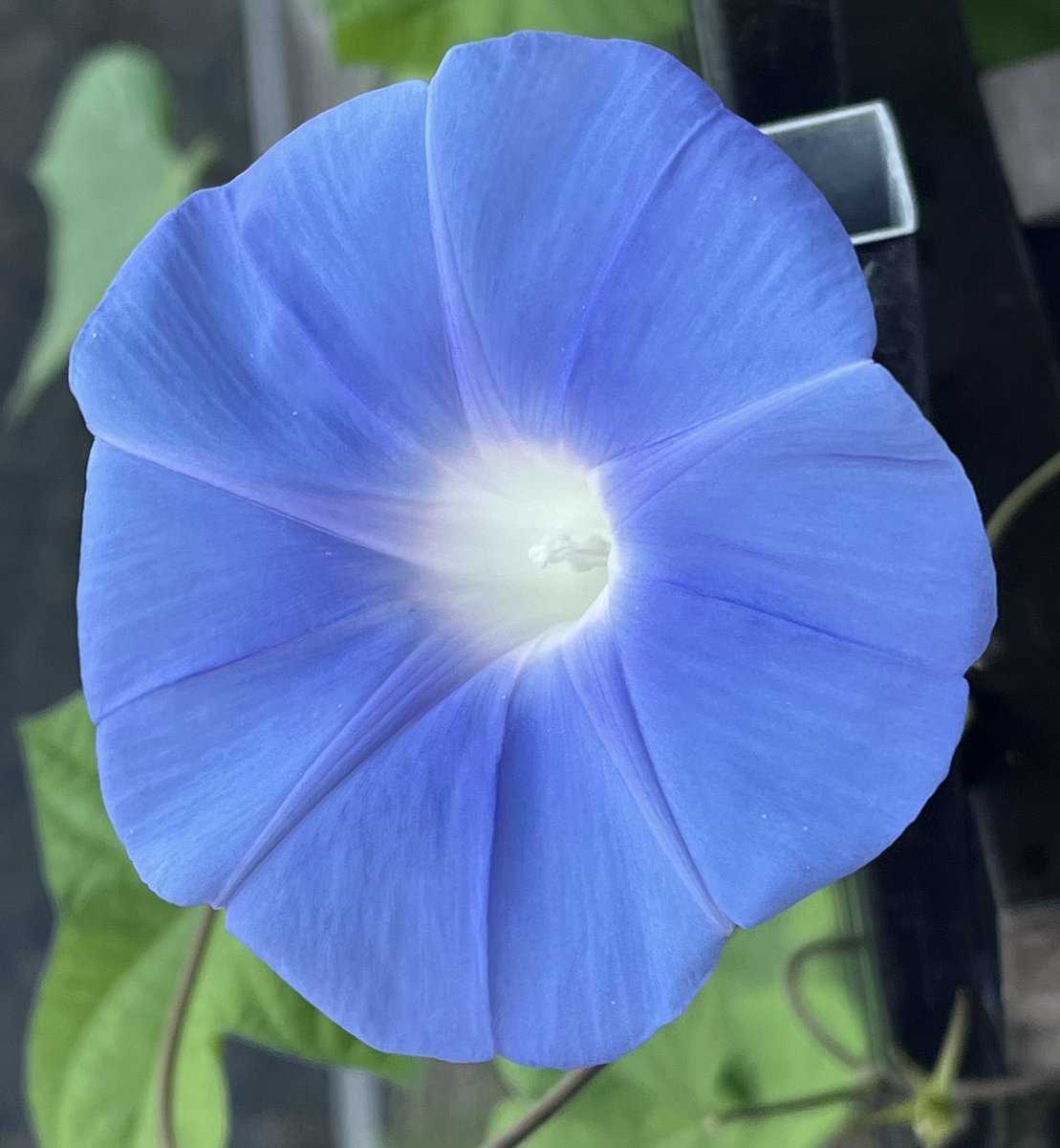 Sumikkoazisai's tweet image. 涼しい朝は19℃☀️
おはようございます
9月30日（火）
検査で、前立腺がんと診断されたTsu さん
転移してない事が分かり…みんな大喜び
癌を放射線治療で治すとの事
…昔は不治の病だった癌も、今では治る病気
今日も心元気に笑顔の日を…
#イマソラ　#バラ
#アサガオ　#シバザクラ