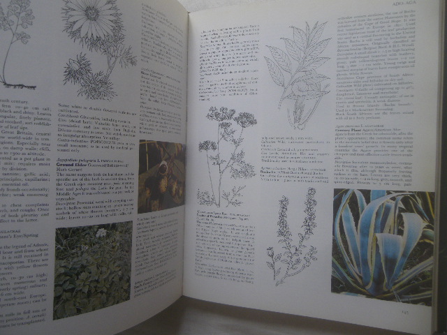 世界薬用植物百科事典 Amazon.co.jp: 図鑑 世界薬用植物百科事典/誠文堂新光社 A