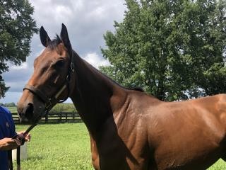 PhippsStableFan's tweet photo. 🏆⚫️🔴𝗠𝗔𝗥𝗘 𝗠𝗢𝗡𝗗𝗔𝗬: 𝗙𝗟𝗬 𝗦𝗢 𝗛𝗜𝗚𝗛 - 𝗔 𝗚𝗿𝗮𝗱𝗲𝗱 𝗦𝘁𝗮𝗸𝗲𝘀 𝗪𝗶𝗻𝗻𝗲𝗿 𝗳𝗿𝗼𝗺 𝘁𝗵𝗲 𝗘𝗹𝗶𝘁𝗲 𝗙𝗮𝗺𝗶𝗹𝘆 𝗼𝗳 𝗚𝘂𝗻 𝗥𝘂𝗻𝗻𝗲𝗿
A rare sales purchase for #PhippsStable, FLY SO HIGH was bred in Kentucky by the Goodman family’s @MtBrilliant Farm and acquired from the @LanesEndFarms consignment at the Sept. 2016 @KeenelandSales.

Trained by Hall of Famer #ShugMcGaughey, Fly So High finished third in her October 2017 career debut and came back the following month to impressively break her maiden, winning the one mile dirt race at Aqueduct by 7 ¾ lengths to earn “Rising Star” status from the @TheTDN.

She followed up her maiden win with another eye-catching victory in January 2018, cruising to a 5 ½-length allowance optional claiming victory at Gulfstream Park.

Showing significant promise, she dove into deeper waters for the Davona Dale Stakes (G2) at Gulfstream in March, a race she won commandingly by 3 lengths but was pulled up after the race and vanned off the track.  Ultrasound results revealed a small tear in an upper suspensory.

While she would have likely been one of the favorites for the 2018 #KentuckyOaks (G1) or potentially set her sights on the #BreedersCup that year, the injury instead ended her career and she joined the elite Phipps Stable broodmare band.

While an overwhelming majority of Phipps family’s horses have historically been homebreds, Daisy Phipps Pulito spoke about why her family's stable purchased Fly So High, noting that “[e]very few years, my father [Ogden ‘Dinny’ Phipps] and I would like to buy a couple of fillies to introduce some new blood to the broodmare band… I thought it was really important to continue to do that…”

Fly So High was a natural fit for the Phipps family, as she is by Malibu Moon, the same sire of the Phipps family’s 2013 Kentucky Derby winner Orb, and from one of the most attractive female families in the stud book.

Fly So High’s dam Quiet Flight, by Quiet American, is a full sister to grade 2-placed Quiet Dance, producer of Breeders’ Cup Classic (G1)-winning Horse of the Year Saint Liam, by Saint Ballado, and United Nations Stakes (G1) winner Funtastic, by More Than Ready, the latter now standing at @Three_Chimneys Farm.

Quiet Dance is also the granddam of Hall of Famer and another @Three_Chimneys stallion in red-hot sire Gun Runner, by Candy Ride (Arg).  She is also the granddam of Mother Goose Stakes (G1) winner Buster’s Ready, by More Than Ready, who was purchased as a broodmare prospect for $2.4 million by Wertheimer et Frère.

The granddam of Fly So High, Misty Dancer, by Lyphard, is a half-sister to Minstrella, by The Minstrel, an Edward P. Evans homebred who won three group 1 races in Europe and was a champion juvenile in Ireland.

The active family’s other recent notable stakes winners include Gun Runner’s half-sister Pretty Anna, by Quality Road, winner of the 2024 Comely Stakes (G3), and Right and True (Ire), by Arizona (Ire), winner of the listed 2024 Star Appeal Stakes in Ireland for the @CoolmoreStud partners.

Fly So High is the dam of three horses of racing age, including sophomore Curlin colt Peak Performer who recently moved forward by finishing on the board in a competitive $170,000 maiden special weight at Kentucky Downs earlier this month.  She also has an unraced juvenile colt by #GunRunner and is currently in foal to @WinStarFarm's elite sire Constitution.