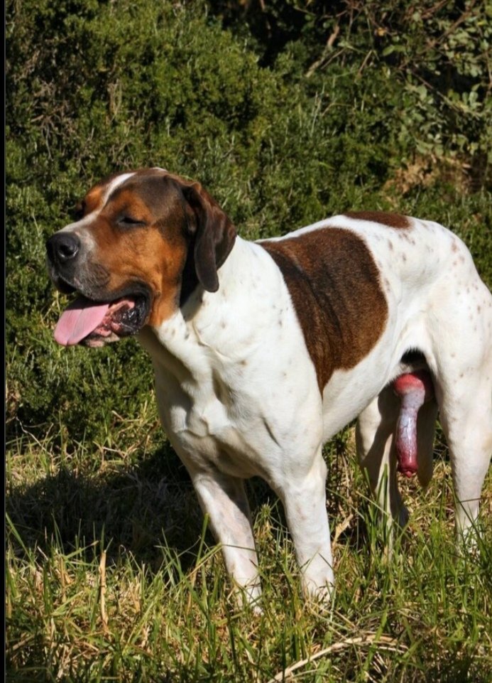 taboostuffkinda's tweet image. TELE: @TABOOKINDSTUFF 🐕What are🔝your kinks🍗let me know 2 ad them up oka De link on my profile 2🐾watch contents:(link)#bestiality #doglover #dogknotting #dogsex #knotty #dogpill #puppy #k9girls #dogbitch #aoz #artofzoo #k9slut #zoolove #doggy #k9lady #knottygirl #dogknot #人兽