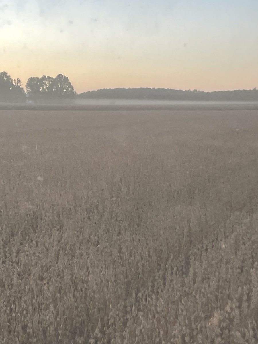 That’s bean dust from guys combining 1/2 km away.    Just a hanging