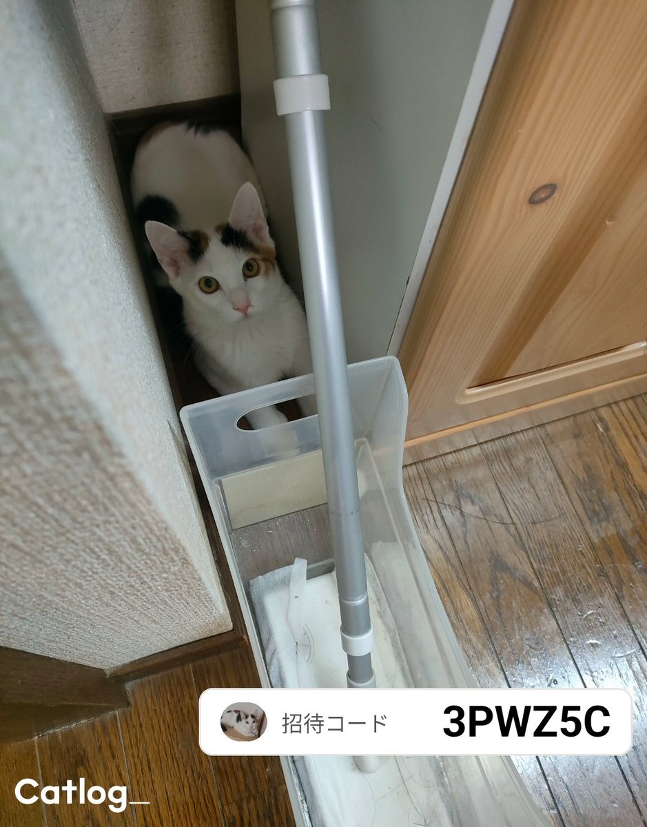 重松 花鳥(しげまつ あとり) tweet media