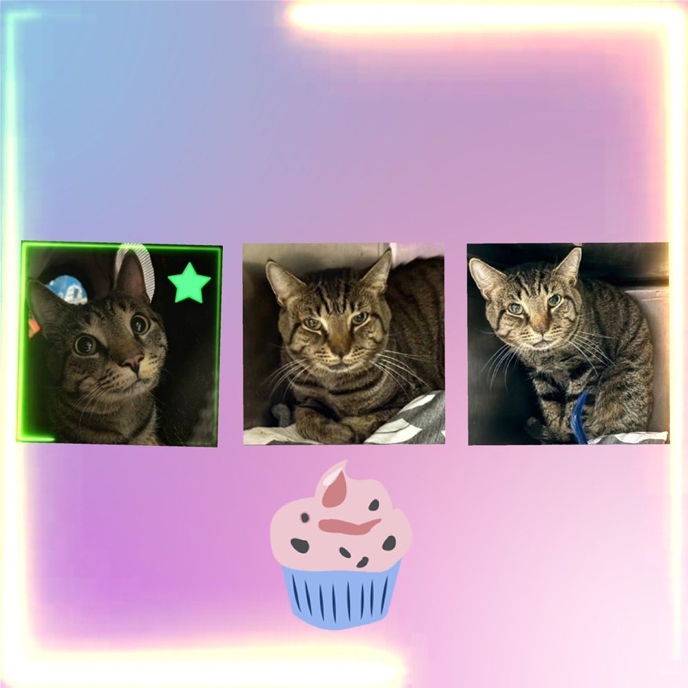 SavingAnimals tweet media