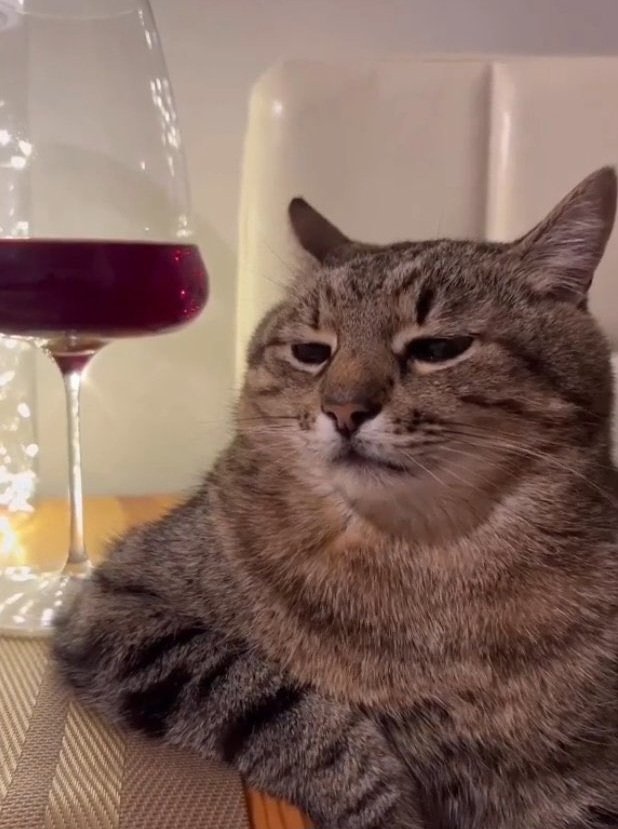 Pregunta genuina, es malo no tener novia/o a esta edad?
Es que sinceramente me da igual tener una (al menos de momento)