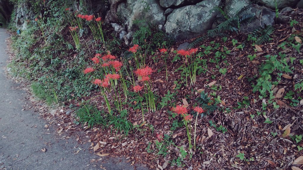 ichitamo's tweet image. 御岳渓谷遊歩道の曼珠沙華（ヒガンバナ） #青梅市
