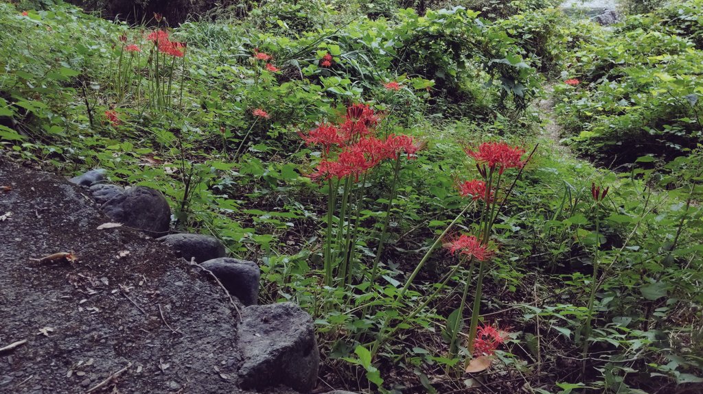 ichitamo's tweet image. 御岳渓谷遊歩道の曼珠沙華（ヒガンバナ） #青梅市