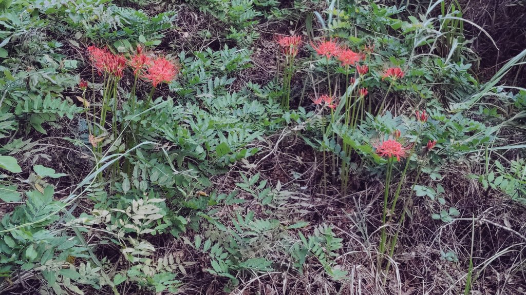 ichitamo's tweet image. 御岳渓谷遊歩道の曼珠沙華（ヒガンバナ） #青梅市