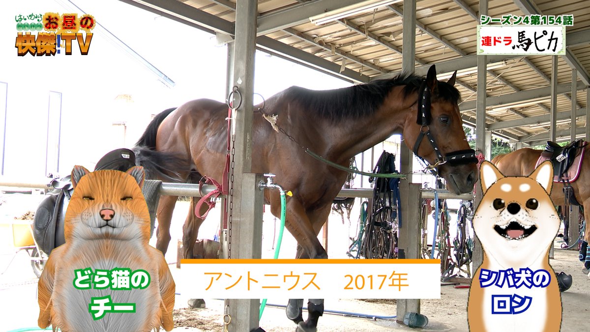 bashadaigaku's tweet image. 9/28放送の「お昼の快傑TV」のコーナー「馬ピカ」のチーとロンと馬紹介ほかそうさ市自慢話その4/東京・亀戸天神通りのピカ旨おにぎり youtu.be/1DRVfC4NJFA #お昼の快傑TV #馬ピカ #バラエティ番組 #匝瑳市 #乗馬クラブ #宮内康幸 #ズーコーヒー #おにぎり豆蔵 #亀戸天神