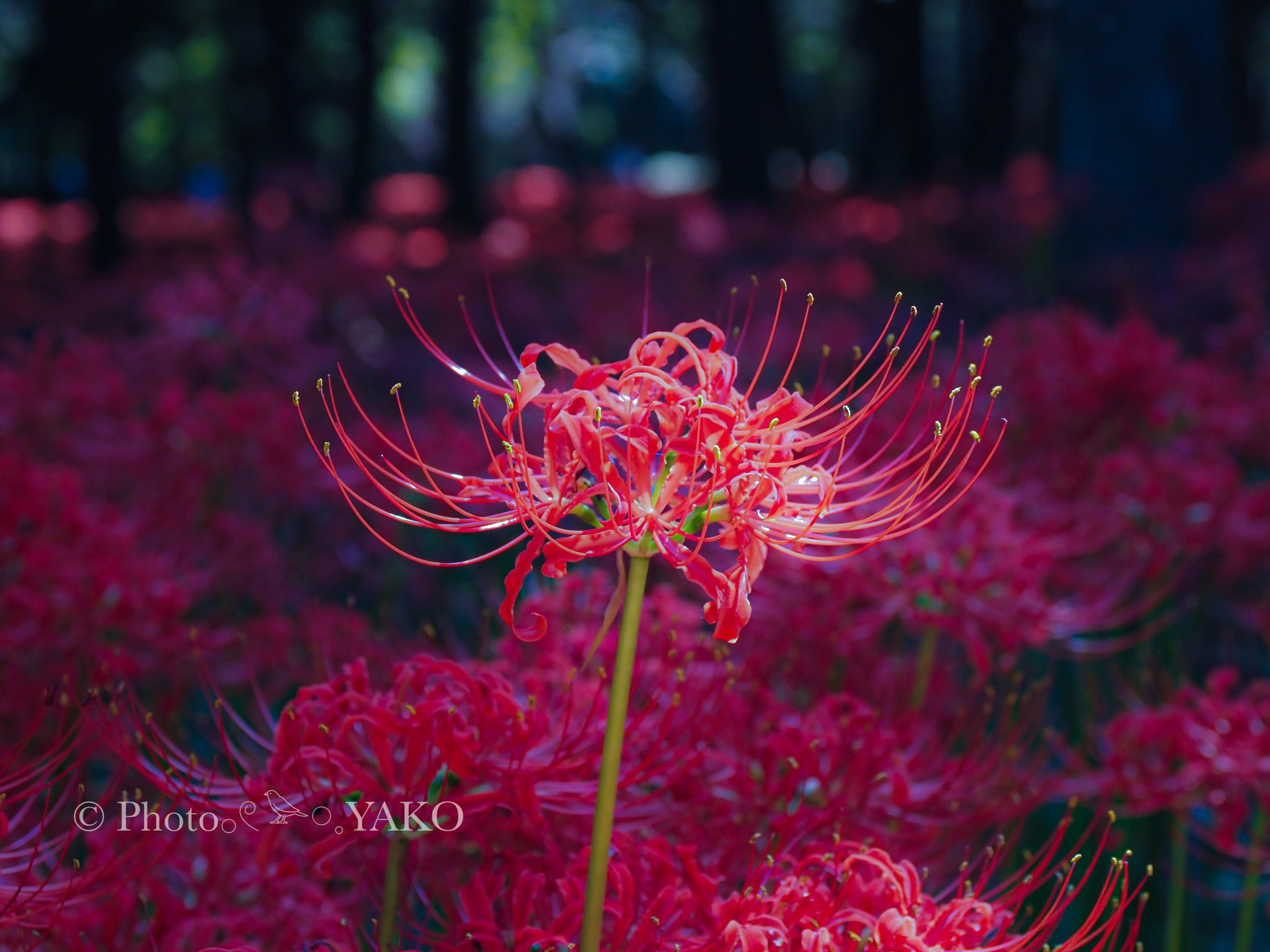 卓上の花 アンティーク風フラワーモチーフテーブルランプ | 花のレリーフ