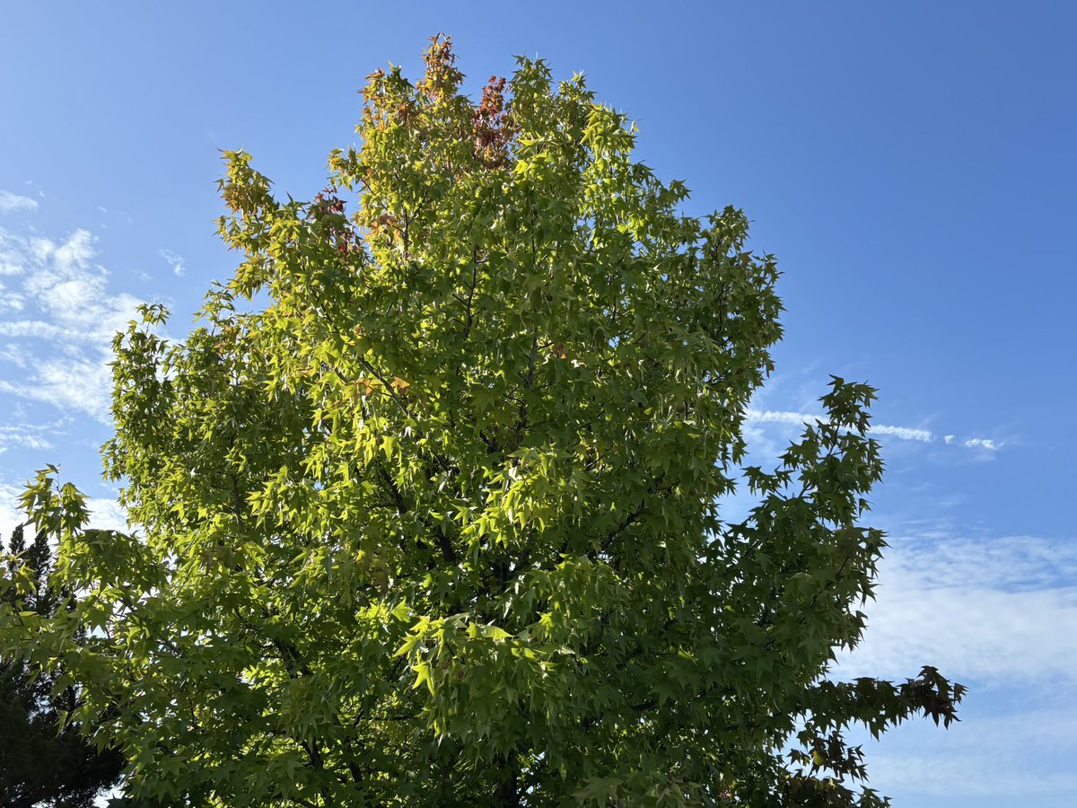 おはようございます🌤️18℃✨

ひんやりした朝☀️

今日はくるみの日

帰りにはくるみパンでも買って帰ろうかな🥐😊

皆様今日も良い一日でありますように🌻

#イマソラ　 #写真好きと繋がりたい