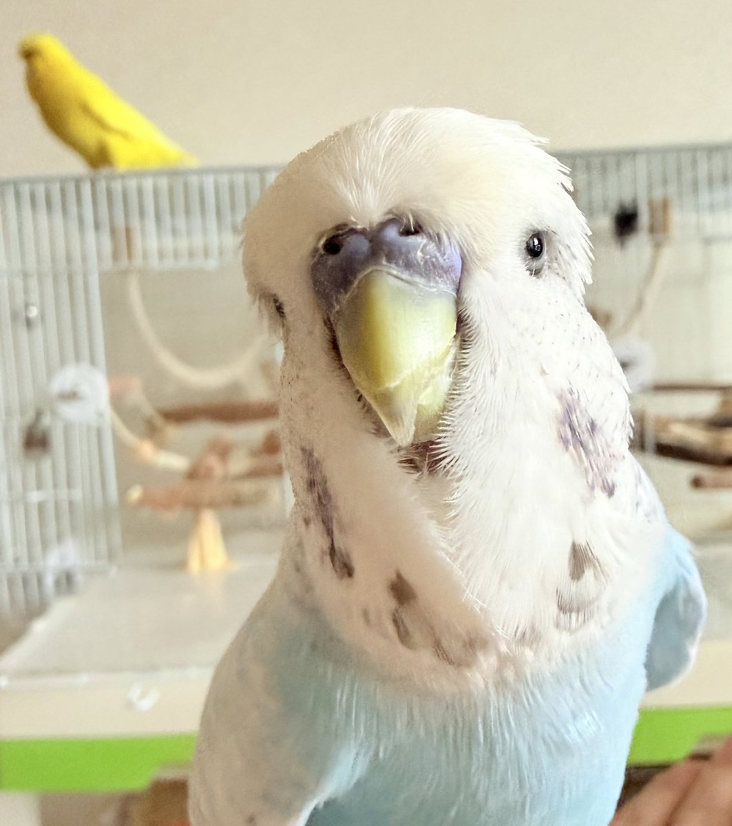 おはぽうちゃん
今日はお目々パッチリ✨