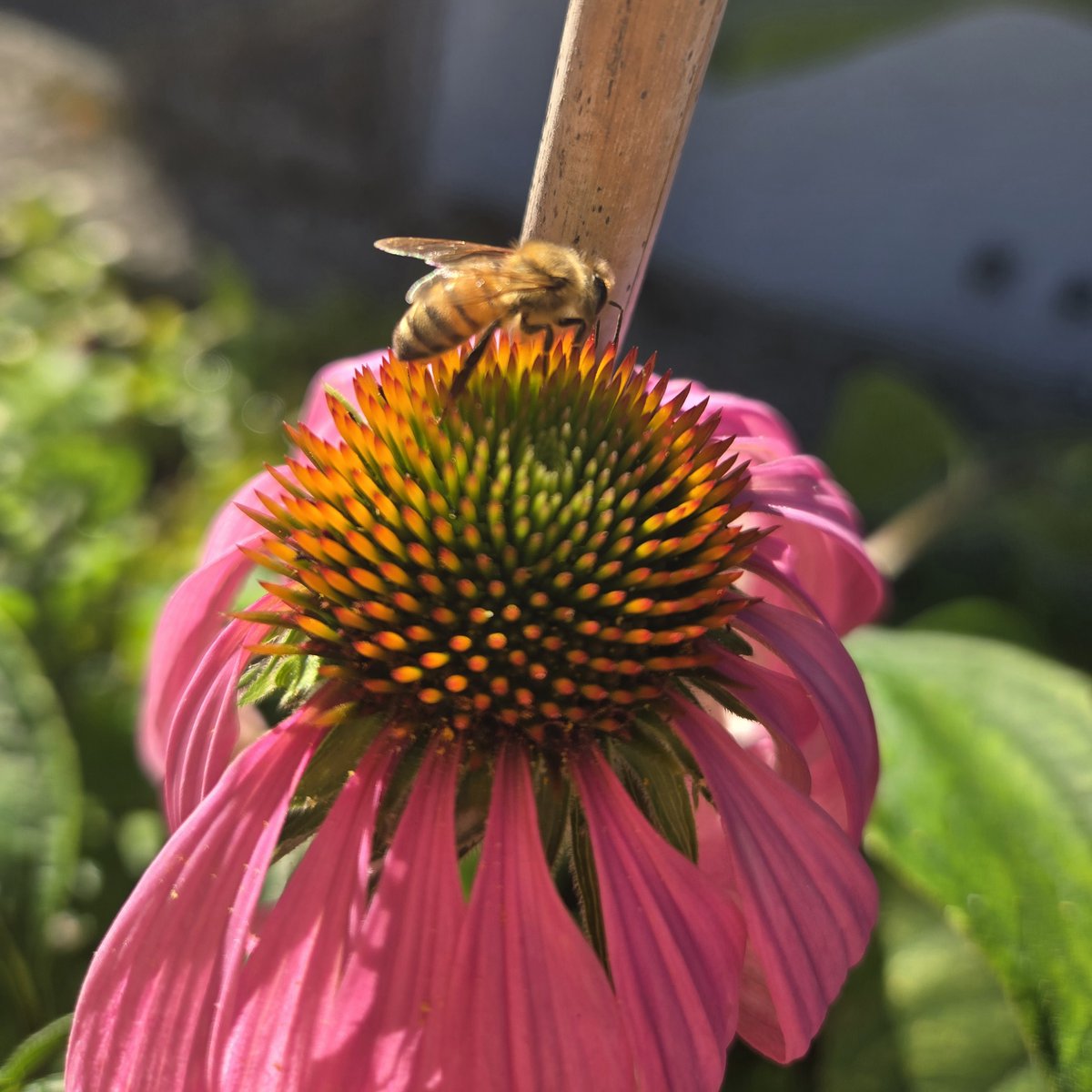 FoundFern's tweet image. 🌸 Buzzing with Life! 🐝
Our echinacea flowers aren’t just beautiful—they’re buzzing with activity! This little pollinator is hard at work, helping nature thrive one flower at a time.

#Echinacea #Pollinators #BeesAtWork #NatureLovers #FlowerPower #BeeLove #fernandfound