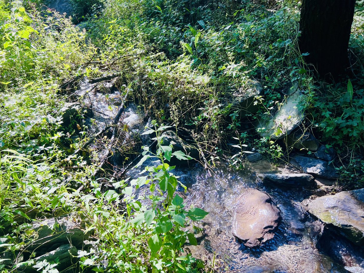 rarefiedgas's tweet photo. #brook #creek #streamlet #rivulet in the #forest flows freely. #Hiking #outdoors 1/ https://t.co/DROxkFDozn