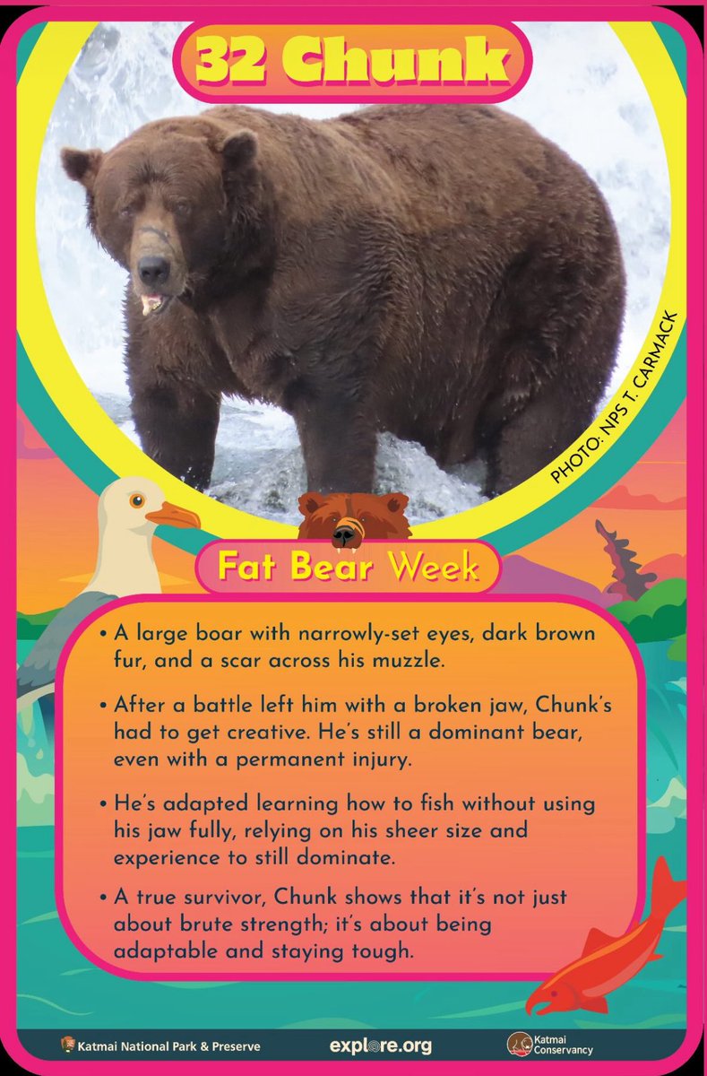 Vote 32 Chunk! 

More of 32’s story: explore.org/meet-the-bears… 

#FatBearWeek #TeamChunk #FatBearWeek2025 #Resilience #BrooksFalls
<a href="/KatmaiNPS/">Katmai National Park</a> <a href="/exploreorg/">explore.org</a>