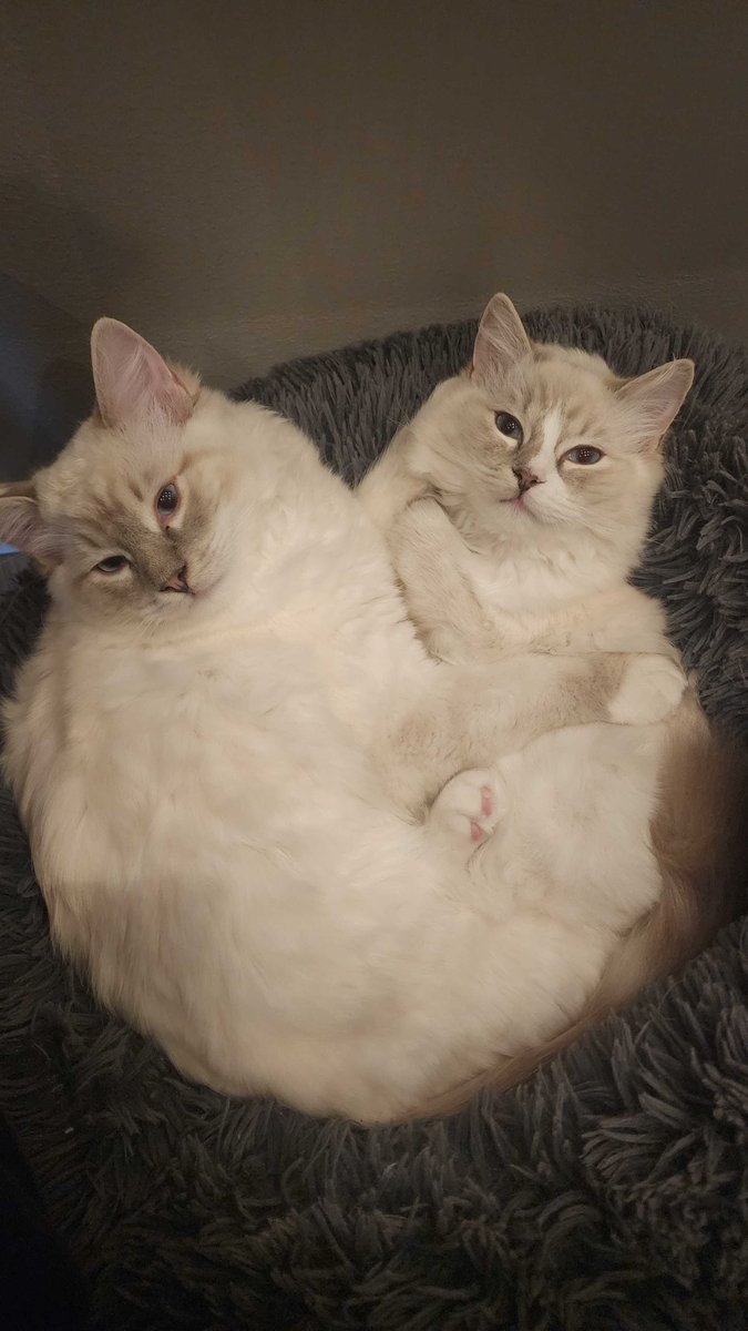 Thebausffs tweet media