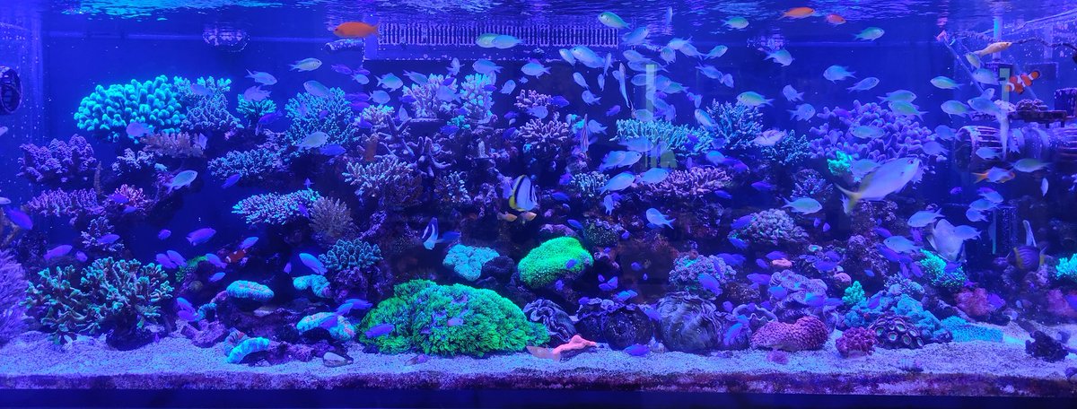 海を創る 海を創る外科医 | アクア好き外科医の日記帳📕