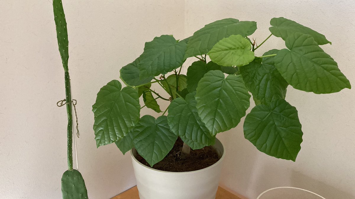 おはようございます☀

今日は退社日。
感謝の1日にします。

今日も素敵な1日を✨