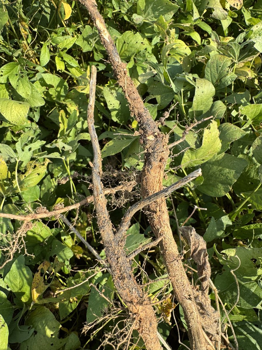 Taproot decline caused by the fungus Xylaria necrophora results in yellowed leaves, wilting &amp; premature death of soybean. Foliar symptoms appear as an interveinal yellowing/necrosis. The taproot and lateral sections turn black due to the fungal infection <a href="/CropNetwork/">Crop Protection Network</a>  #Disease