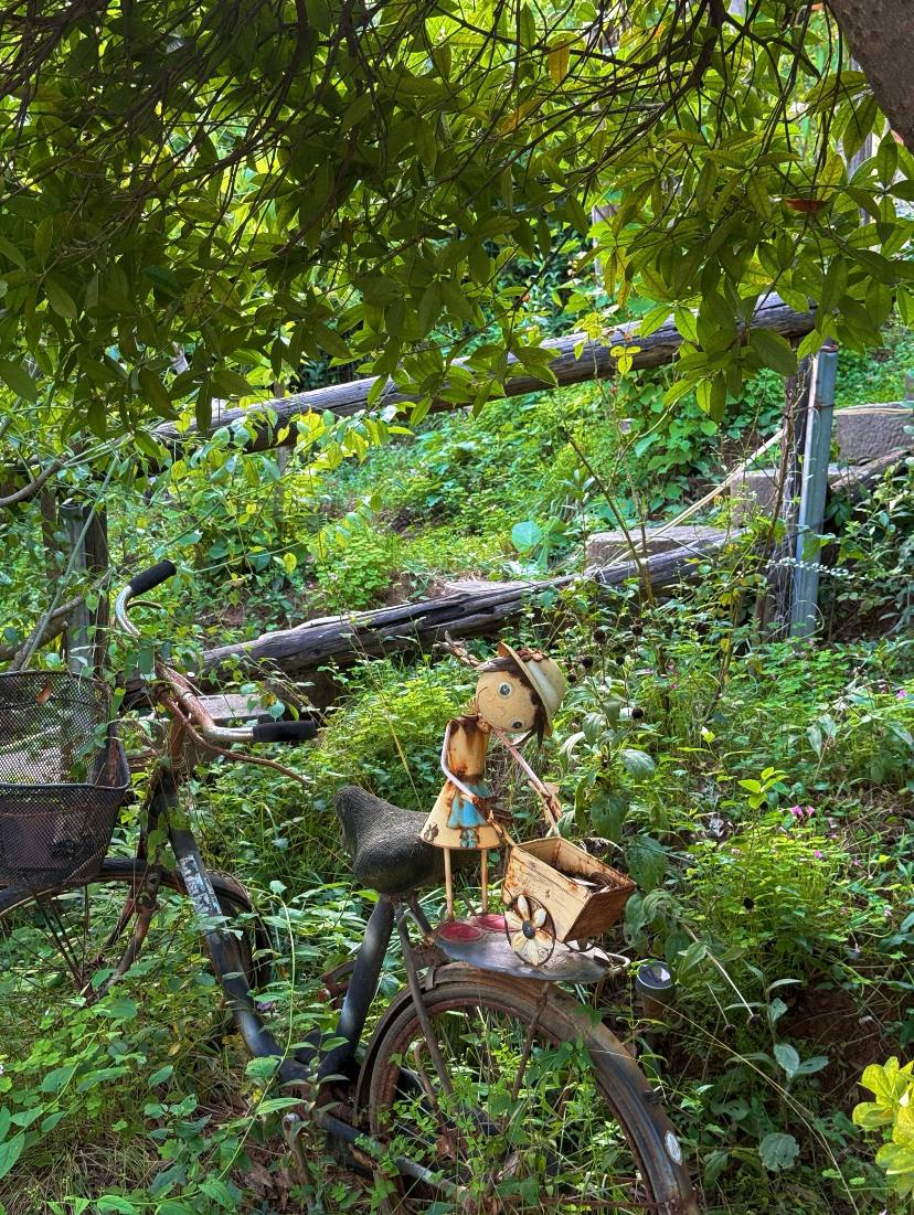 luchogonzalz's tweet image. Secret garden detour: rusted bike, mountain tea, and a valley view that slows time. 🍃🍵🚲 #slowliving #valleyviews #WeekendVibes