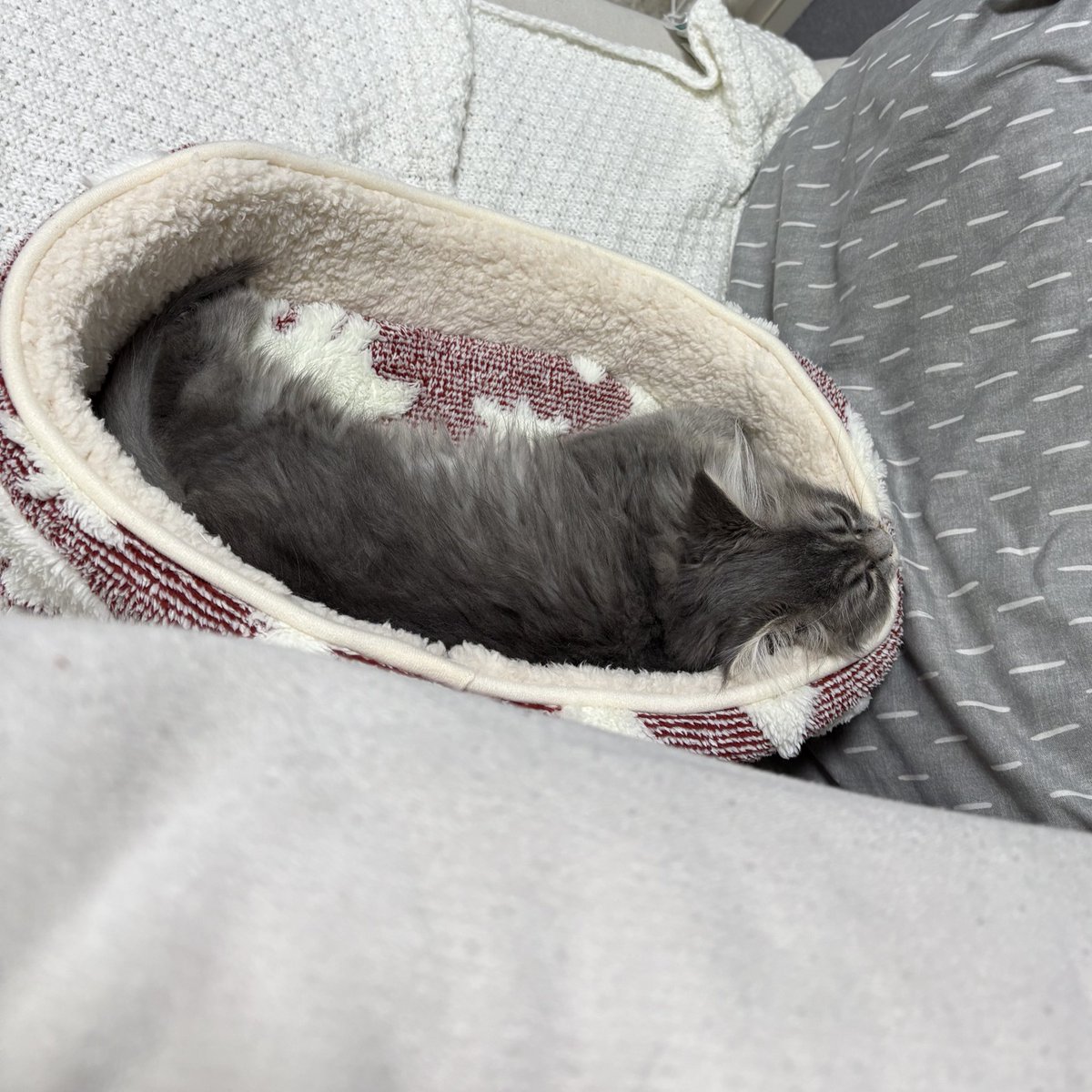 Berrie【ベリエ】🐾サイベリアン tweet media